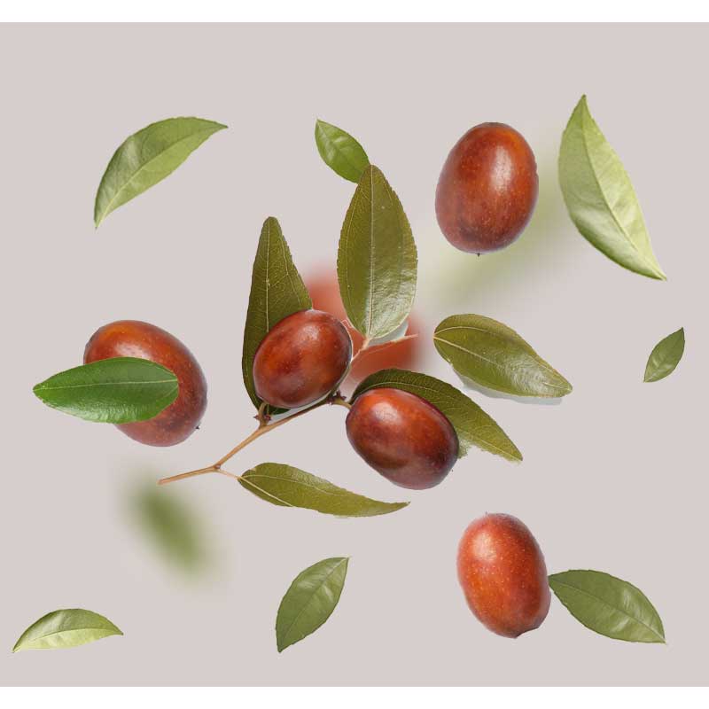jojoba Jojobasamen und -blätter auf hellem Hintergrund heben natürliche Inhaltsstoffe für die Hautpflege hervor, die für die Formulierung der Caviar Rich Cream von RAU Cosmetics relevant sind.