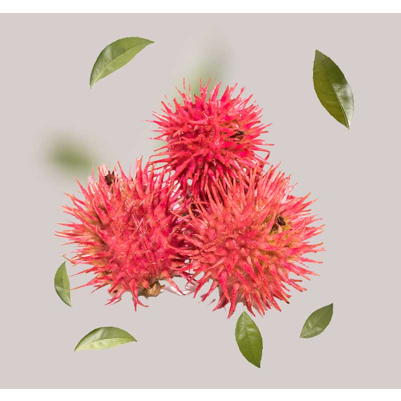 rizinus-öl Rizinusölfrüchte mit grünen Blättern, dargestellt auf grauem Hintergrund, symbolisieren die feuchtigkeitsspendenden und pflegenden Eigenschaften des Hyaluron Moisturizing Eye Fluid für trockene Haut.