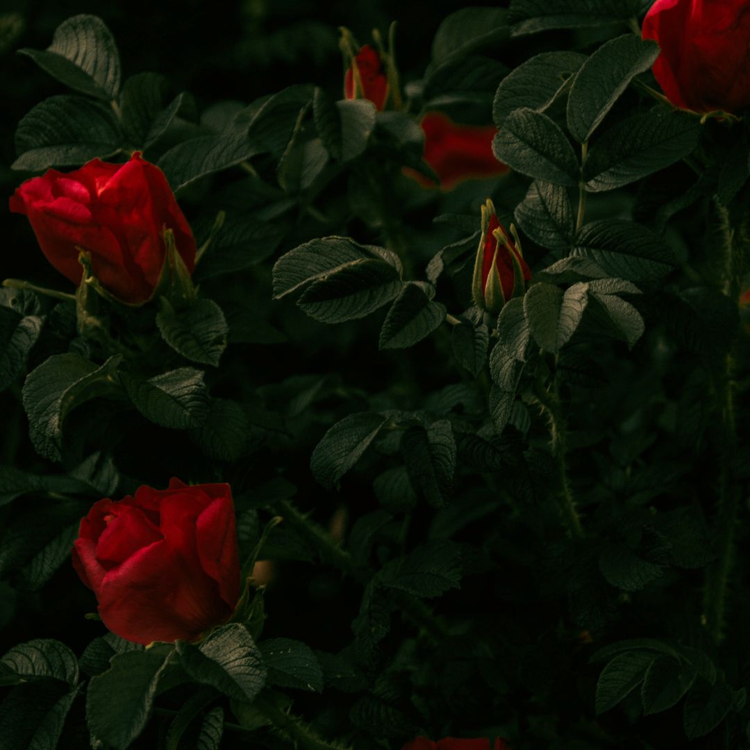 Rote Rosen in dunklem Blattwerk, symbolisierend Liebe und Zuneigung, passend zum Thema des Blogbeitrags über die Biochemie der Liebe.