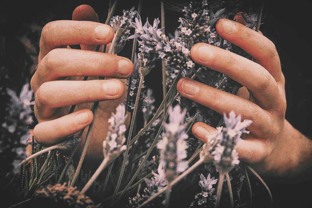 vero-photoart-9OflqNWhcrE-unsplash-2 Hände, die zarte Lavendelblüten halten, symbolisieren natürliche Inhaltsstoffe und Hautpflege in der Naturkosmetik.