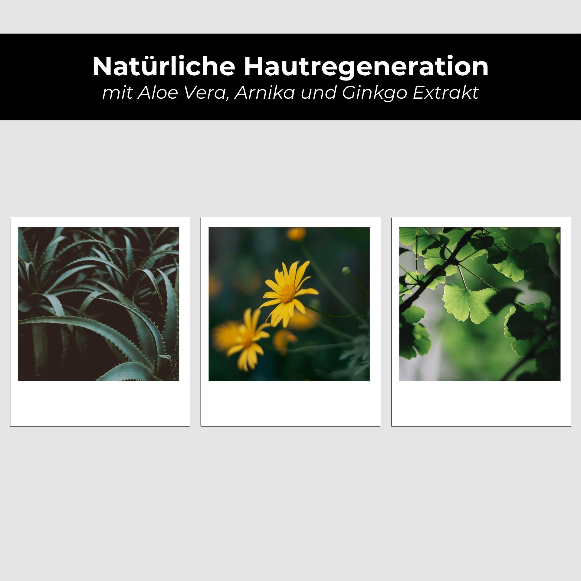 Gänseblümchen, Blatt, Kräuter, Blütenblatt, Collage