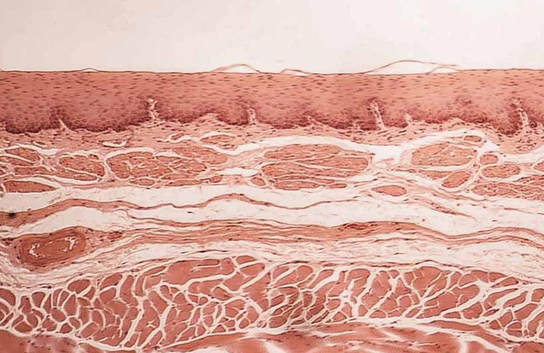 rau-cosmetics-hautbarriere-staerken-02 rau-cosmetics-hautbarriere-staerken-02