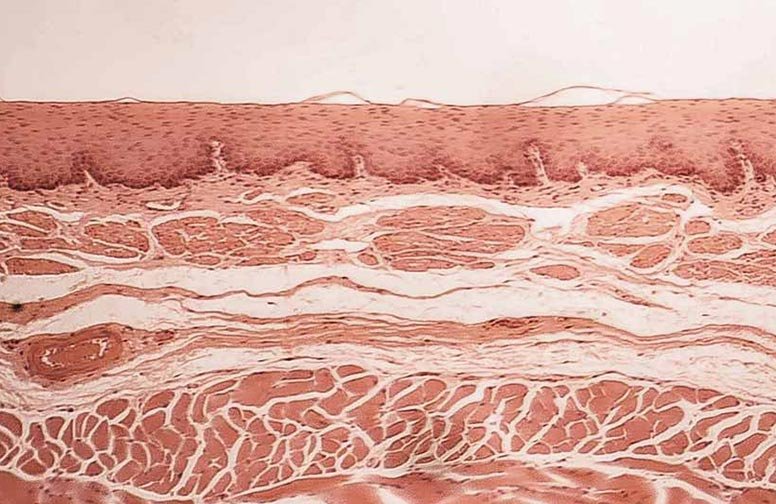 rau-cosmetics-hautbarriere-staerken-02