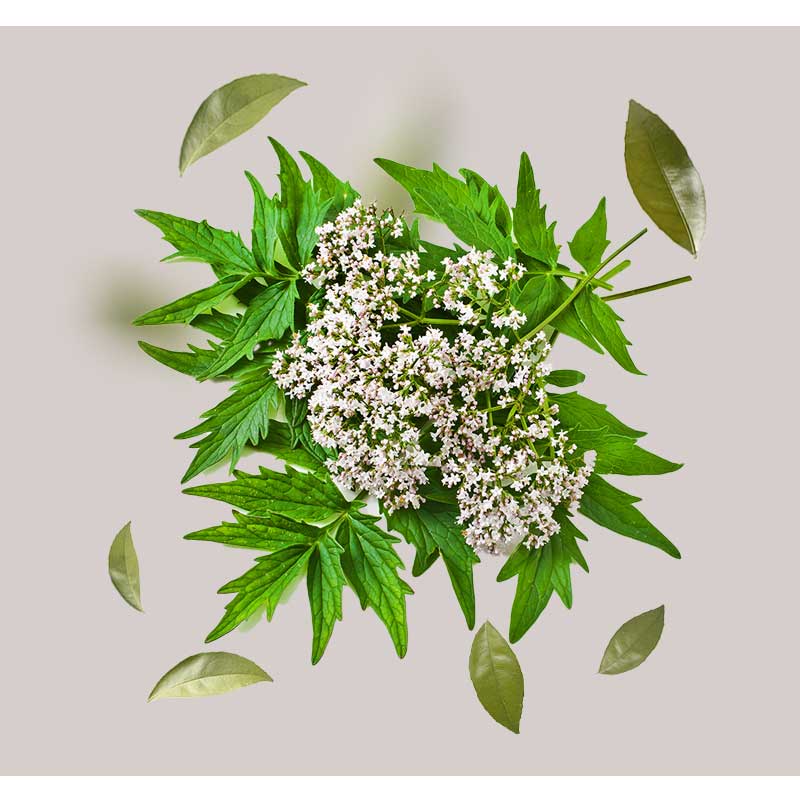 baldrian Baldrianpflanze mit weißen Blüten und grünen Blättern, umgeben von einzelnen Blättern, symbolisiert die beruhigenden Eigenschaften des Deep Cleansing 2in1 Gesichtsreinigers von RAU Cosmetics.