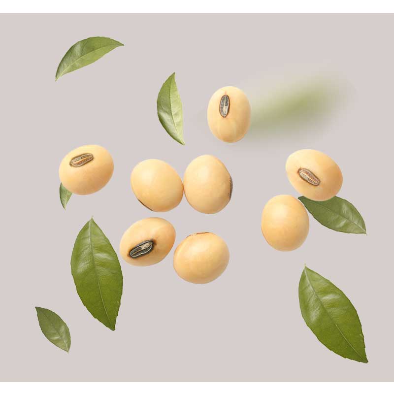 sojaprotein Sojabohnen und grüne Blätter, dargestellt auf einem neutralen Hintergrund, symbolisieren die natürlichen Inhaltsstoffe des RAU Collagen Serums für Anti-Aging und Hautregeneration.
