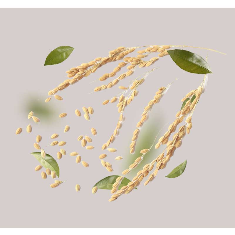 reisstaerkemehl Reisstärke mit grünen Blättern und einzelnen Körnern, dargestellt auf einem neutralen Hintergrund, relevant für RAU Cosmetics und deren Sonnencremeprodukte.