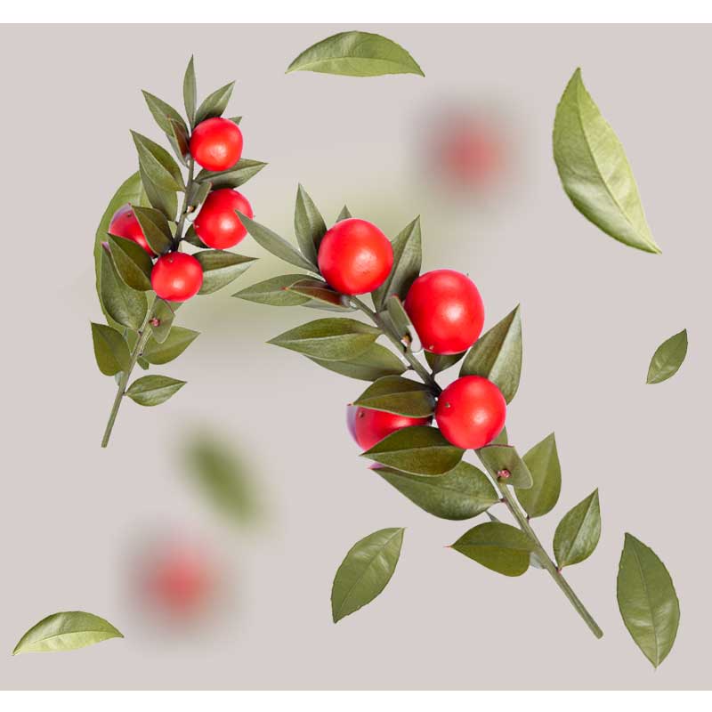 maeusedorn-01 Mäusedornzweig mit roten Beeren und grünen Blättern, symbolisiert natürliche Inhaltsstoffe für das Anti Redness Couperose Serum von RAU Cosmetics.