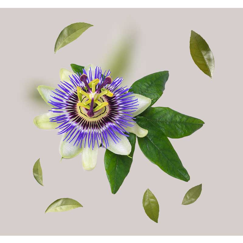 passionsblume Passionsblume mit lila und weißen Blütenblättern, umgeben von grünen Blättern, symbolisiert die natürlichen Inhaltsstoffe im Cleansing & Refreshing Foam von RAU Cosmetics.