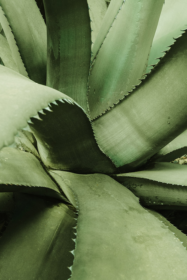 Aloe-Vera_Heilpflanze_Hautpflege