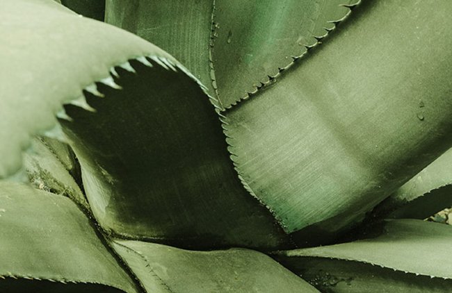 Aloe Vera  Alles, was du ber die Heilpflanze wissen musst