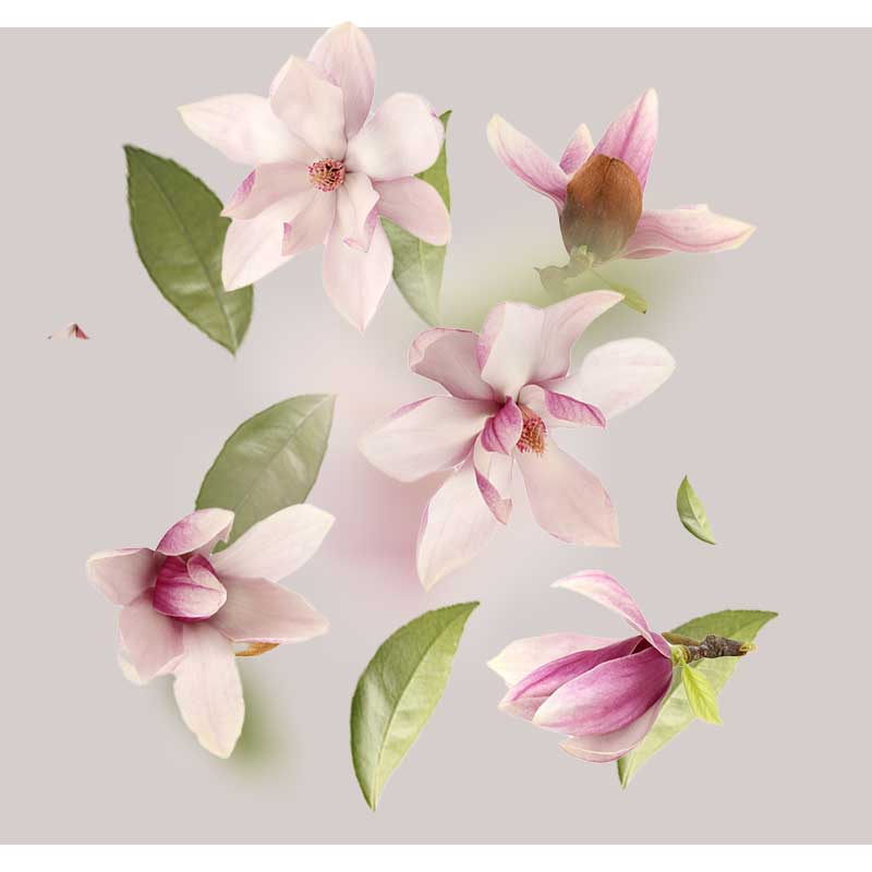 magnolien-extrakt-01