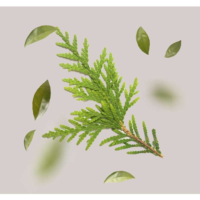 Zypressenextrakt mit grünen Blättern, symbolisiert natürliche Inhaltsstoffe für die O2 Maske von RAU Cosmetics, zur Förderung von Feuchtigkeit und Hautregeneration.