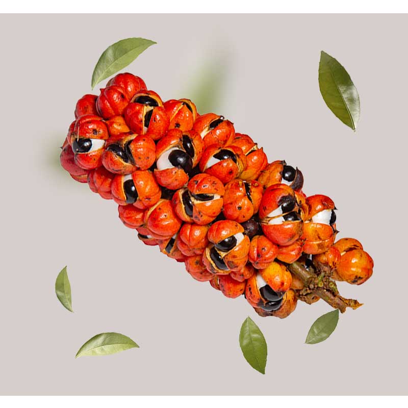 Guarana-Kletterstrauch Guarana-Früchte mit leuchtend orangefarbenen Schoten und schwarzen Samen, umgeben von grünen Blättern, repräsentieren die natürlichen Inhaltsstoffe im RAU Cosmetics Cleansing & Refreshing Foam.